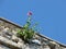 A purple flower growing from the castle wall with a blue sky background in Lerici Italy