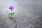 Purple flower growing on crack street, soft focus