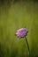 A purple flower growing towards the sun