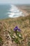 Purple flower grows on cliff over Pacific Ocean