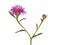 Purple flower head of Brown knapweed isolated on white, Centaurea jace