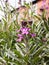 Purple Flower Heads in the Spring Light