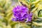 Purple flower of hebe variegate Waireka evergreen plant Shrubs