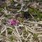 Purple flower of the helleborus hybridus, Christmas or Lenten rose, in dry grass, shallow DOF, selective focus
