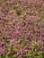 Purple flower of Hollowroot. Carpet pink flowers.
