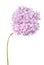 Purple flower hydrangea (Clipping path)