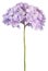 Purple flower hydrangea (Clipping path)