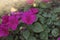 Purple flower Impatiens, Balsaminaceae in the flower bed