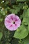 Purple flower of ipomea purpurea with bumblebee