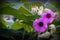 Purple flower ivy plant of Argyreia Nervosa, purple-white inflorescence.