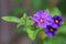 Purple flower, Kangaroo apple (Solanum laciniatum)