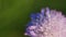 Purple flower. Knautia arvensis. Bright sunny day. Close up.