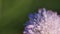 Purple flower. Knautia arvensis. Bright sunny day. Close up.