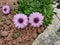 purple flower known as Cape daisy (Osteospermum ecklonis)