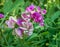 Purple flower Lathyrus tuberosus also known as the tuberous pea with blurred green background