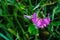 Purple flower of Lathyrus tuberosus, tuberous pea, tuberous vetchling, earthnut pea, aardaker, tine-tare