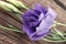 Purple flower lisianthus on rustic wooden background. Mother\'s D