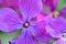 Purple flower Macro