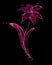 Purple flower made of fresh water splashes on black background