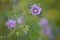 Purple flower. Malva nicaeensis, bull or french mallow. Green background