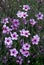 Purple flower meadow of Giant herb-robert, or the Madeira cranesbill