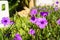 Purple flower of Minnieroot or popping pod, Ruellia tuberosa, Cr