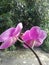 The purple flower of the Moon orchid on the veranda of the house received the care of the madam very happy