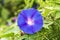 Purple flower morning Glory, close-up on blurred background