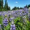 Purple flower Mountain view of Wells Gray provincial Park