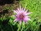 Purple flower of oyster plant. Blooming Tragopogon porrifolius,