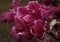 purple flower peony close-up drops water petal texture dark background