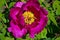 Purple Flower Peony tree