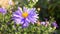 Purple flower of perennial autumn aster