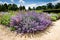 Purple Flower - Perennial plant - Garden Plants