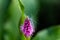 Purple flower, Persicaria, with entangled flying seed, smooth background bokeh