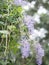 Purple flower Petrea volubilis Ivy with large, strong vines blooming in garden on blurred of nature background