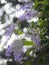 Purple flower Petrea volubilis Ivy with large, strong vines blooming in garden on blurred of nature background