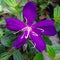 Purple flower plant herbs bunga senggani