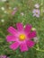 Purple flower in rain forest HD quality selective focus copy space natural colours no colour grade