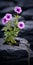Purple Flower On Rocks A Stunning Tokina-inspired Tabletop Photography