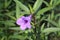 Purple Flower with rose botany