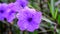 Purple flower ruellia tuberosa