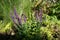 Purple flower of Sage, Salvia nemorosa