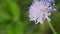 Purple flower. Scabious flower, on a sunny day. Macro shot.