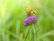 On a purple flower sits a beautiful yellow butterfly on a blurred background