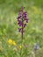 Purple flower spike of Anacamptis laxiflora wild flower. Aka Loose-flowered or Lax-flowered orchid. In wet, wildflower