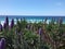 Purple flower spikes of Pride of Madeira or Echium candicans along Carmel Beach boardwalk, Monterey County, CA, USA