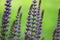 Purple Flower Spikes Salvia nemorosa `Ostfriesland`