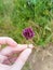 Purple Flower spontaneous flora