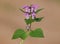 Purple flower of spotted dead-nettle, spotted henbit or purple dragon, Lamium maculatum